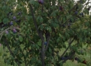 Satılır 78 sot torpaq Şabran