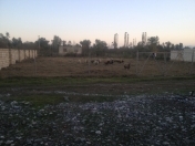 Satılır 8 sot torpaq Xaçmaz