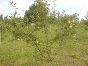 Satılır 18 sot torpaq Quba