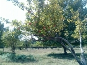 Satılır 50 sot torpaq İsmayıllı