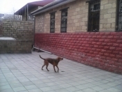 Satılır 4 otaqlı 136 m2 həyət evi Xırdalan