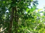 Satılır 520 sot torpaq Xaçmaz