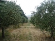 Satılır 72 sot torpaq Quba