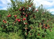 Satılır 138 sot torpaq Xaçmaz