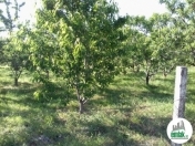 Satılır 2041 sot torpaq Xaçmaz