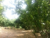 Satılır 12 sot torpaq Badamdar