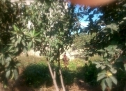 Satılır 10 sot torpaq Saray