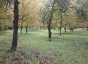 Satılır 53 sot torpaq Qəbələ