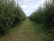 Satılır 256 sot torpaq Qusar