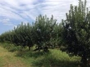 Satılır 58 sot torpaq Xaçmaz