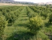 Satılır 100 sot torpaq Quba