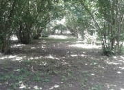 Satılır 51 sot torpaq Qəbələ