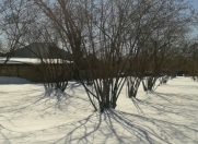 Satılır 30 sot torpaq Qəbələ