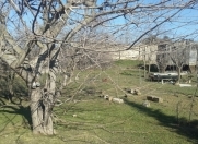 Satılır 9 sot torpaq Sumqayıt