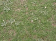 Satılır 12 sot torpaq Novxanı