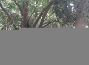 Satılır 3 sot torpaq Badamdar