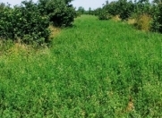 Satılır 700 sot torpaq Oğuz