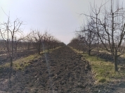 Satılır 100 sot torpaq Quba