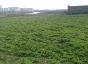 Satılır 20 sot torpaq Məhəmmədli