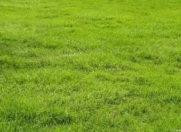 Satılır 373 sot torpaq Xaçmaz