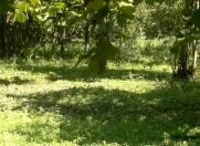 Satılır 10 sot torpaq Qəbələ