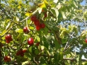 Satılır 20 sot torpaq Qəbələ