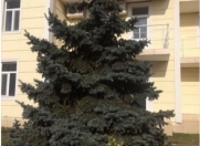 Satılır 4 otaqlı 900 m2 obyekt Şirvan