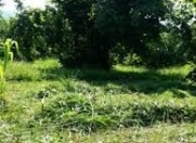 Satılır 10 sot torpaq Zaqatala