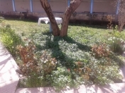 Satılır 6 sot torpaq İsmayıllı