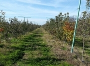 Satılır 100 sot torpaq Quba