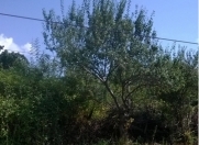 Satılır 4 sot torpaq İsmayıllı