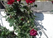 Satılır 1 otaqlı 8 m2 bağ evi Mərdəkan