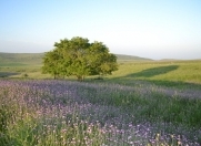 Satılır 1500 sot torpaq Siyəzən