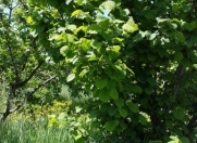 Satılır 76 sot torpaq Quba