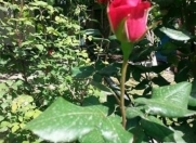 Satılır 10 sot torpaq Şabran