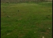 Satılır 6 sot torpaq Hökməli