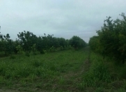 Satılır 3000 sot torpaq Göyçay