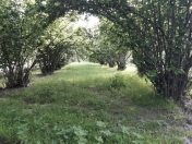 Satılır 16 sot torpaq Oğuz