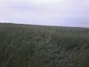 Satılır 400 sot torpaq Xaçmaz