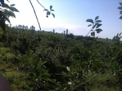 Satılır 242 sot torpaq Xaçmaz