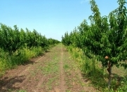 Satılır 100 sot torpaq Quba