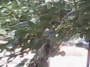 Satılır 9 sot torpaq Quba