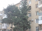 İcarəyə verilir 2 otaqlı 55 m2 köhnə tikili Park Zorge