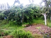 Satılır 12 sot torpaq Qusar