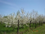 Satılır 20 sot torpaq Sumqayıt