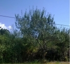 Satılır 6 sot torpaq Masallı