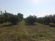 Satılır 559 sot torpaq Qusar