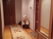 İcarəyə verilir 3 otaqlı 80 m2 yeni tikili 9 mkr