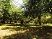 Satılır 14 sot torpaq Şəki