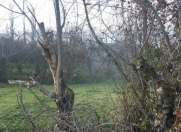 Satılır 23 sot torpaq Göyçay